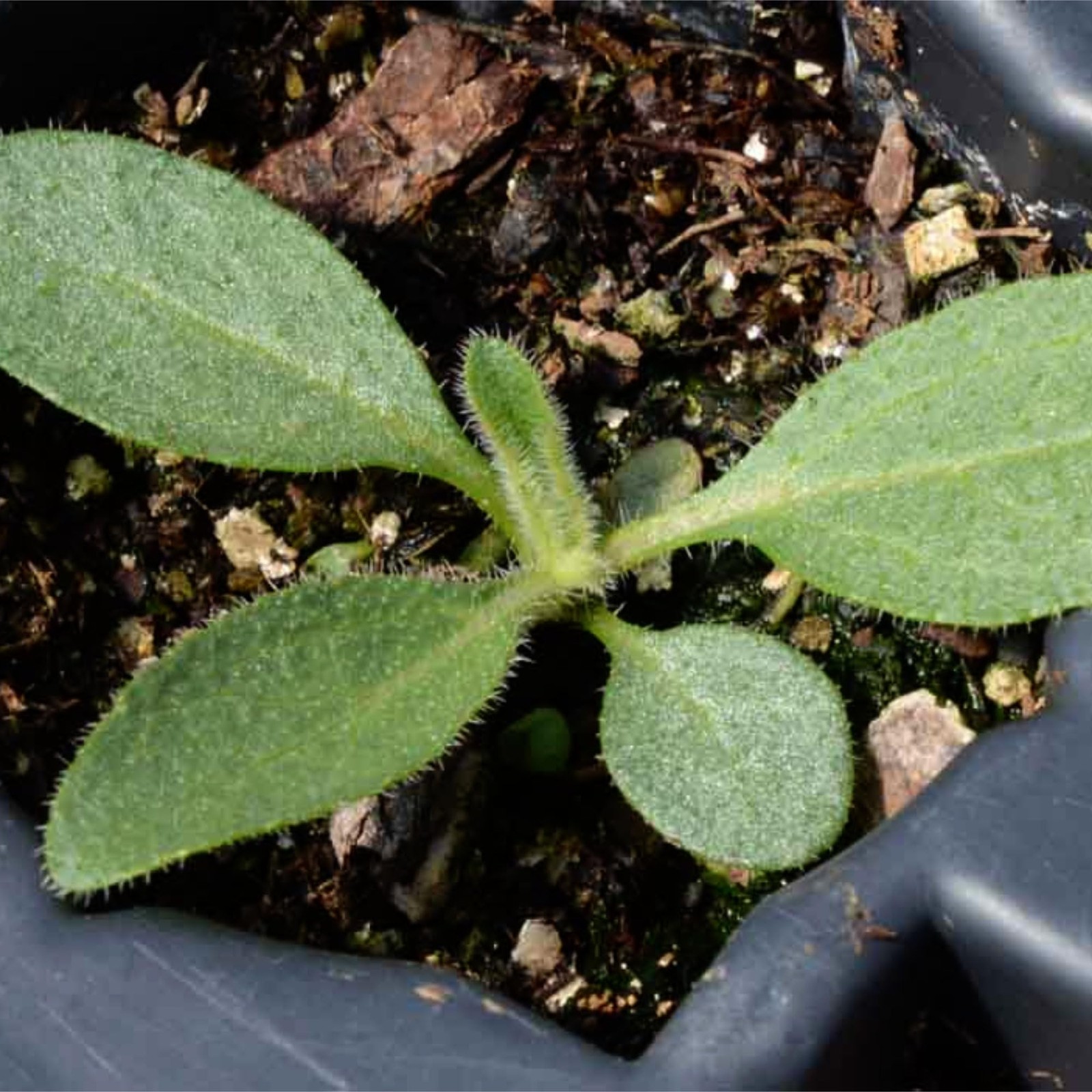 Seed Needs Black Eyed Susan Seeds for Planting 1200 Seeds Rudbeckia Hirta