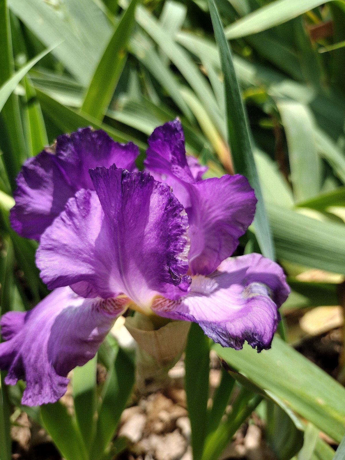 20x MIXED VARIETIES/COLORS BEARDED IRIS BULBS RHIZOMES