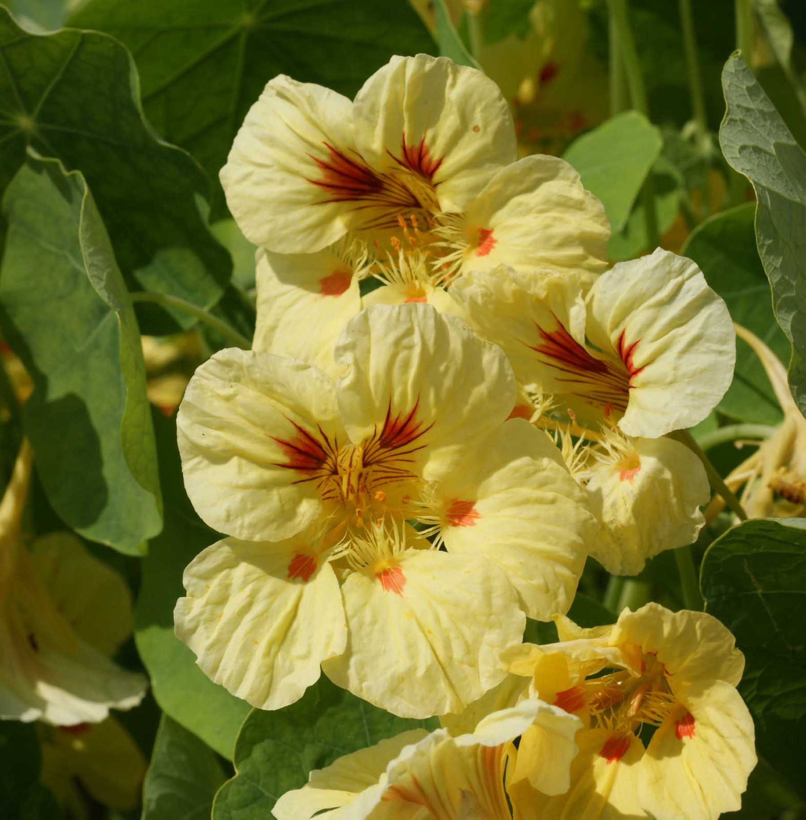 35 Nasturtium Flower Seeds ‘Peach Melba’ Tropaeolum nanum