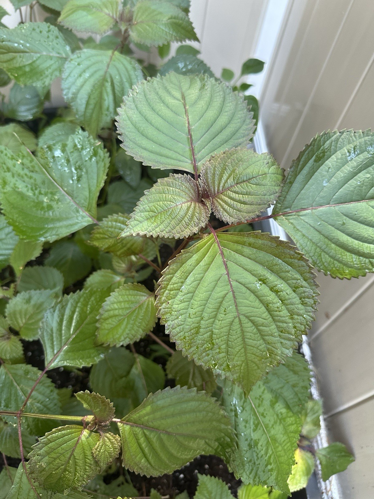 Perilla frutescens 50 Herb New Seeds For Planting