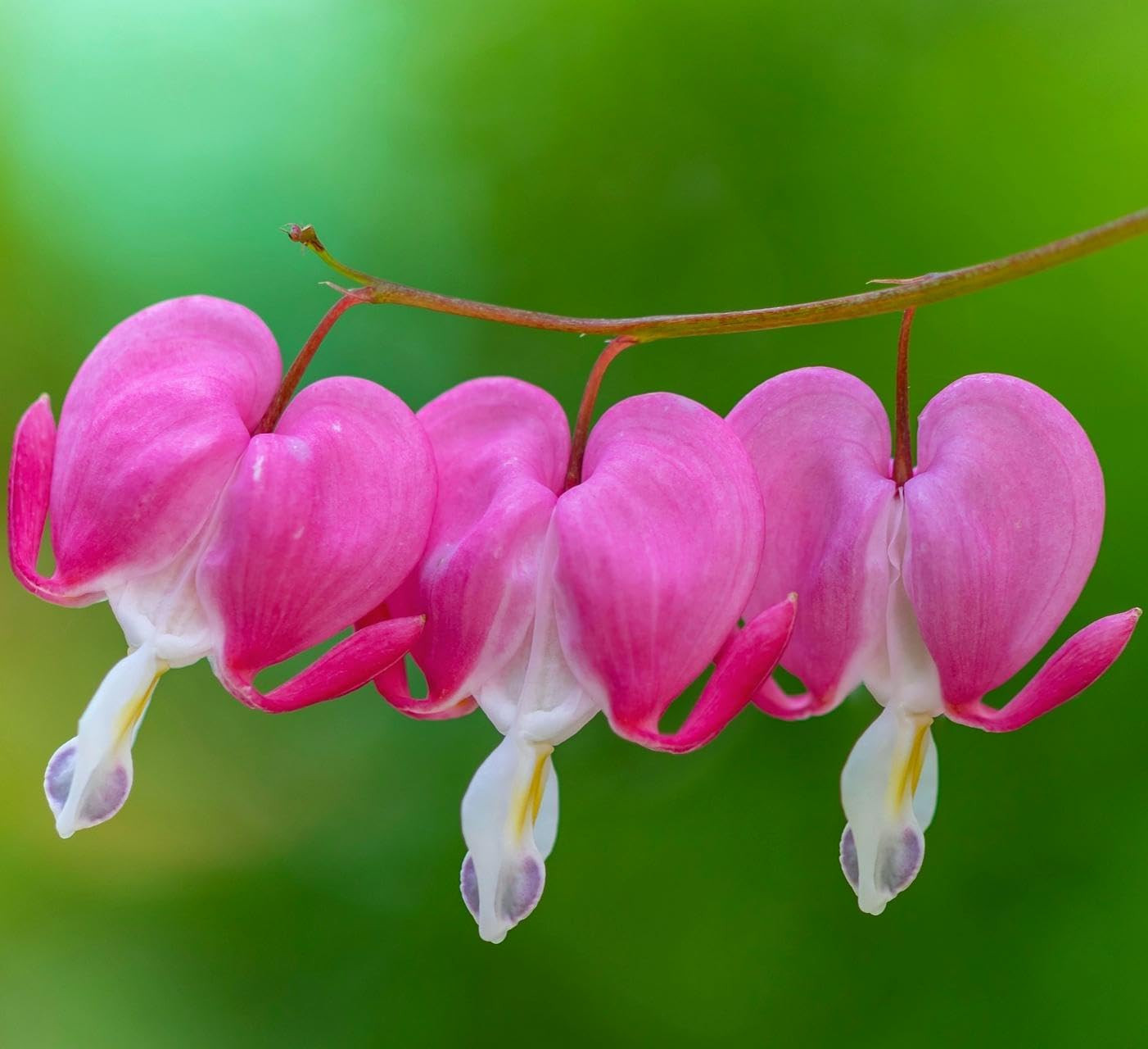Carpetc 100+ Bleeding Heart Seeds for Planting, Dicentra Spectabilis Shade-Lovin