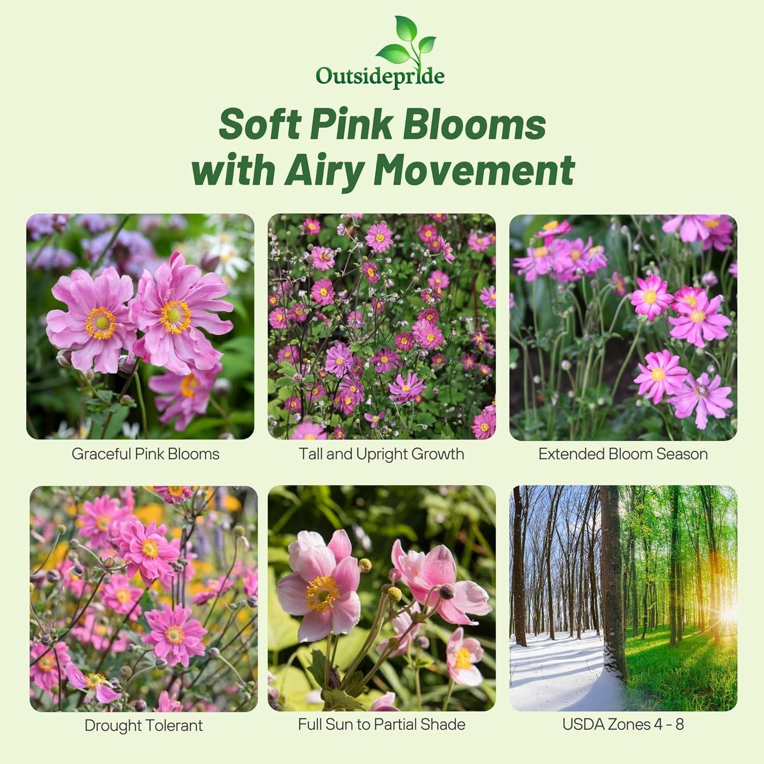 200 Seeds Anemone Seeds – Japonica Flower Seed