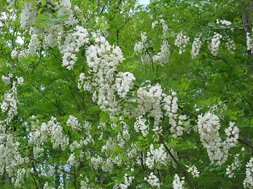 Black Locust, Robinia pseudoacacia, Tree Seeds (Fast, Hardy, Fragrant)