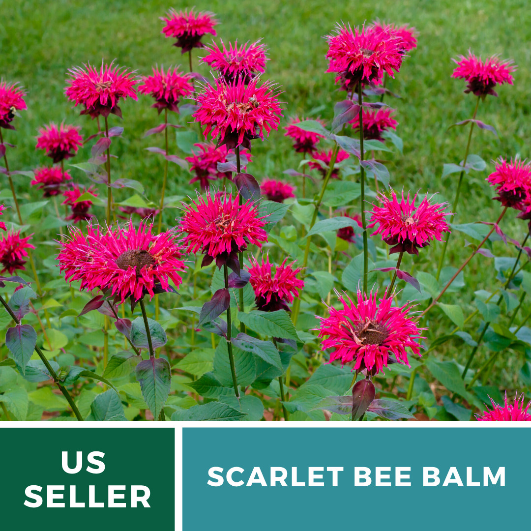 Bee Balm, Scarlet Bergamot – 20 Seeds, Heirloom Herb (Monarda didyma)