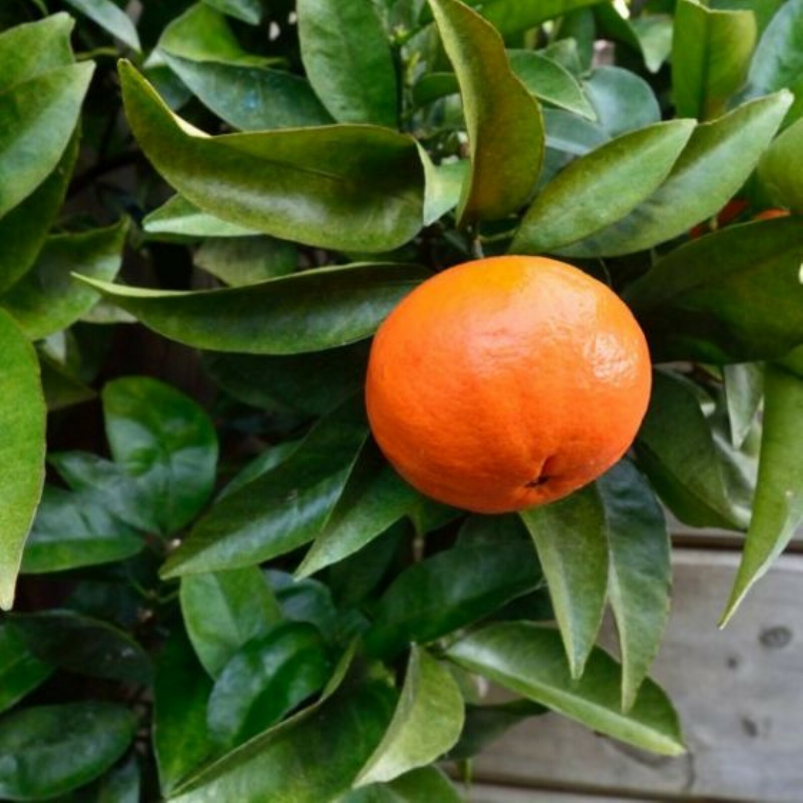 California only!! Lee x Nova Mandarin 18-36 inches tall, grafted tree