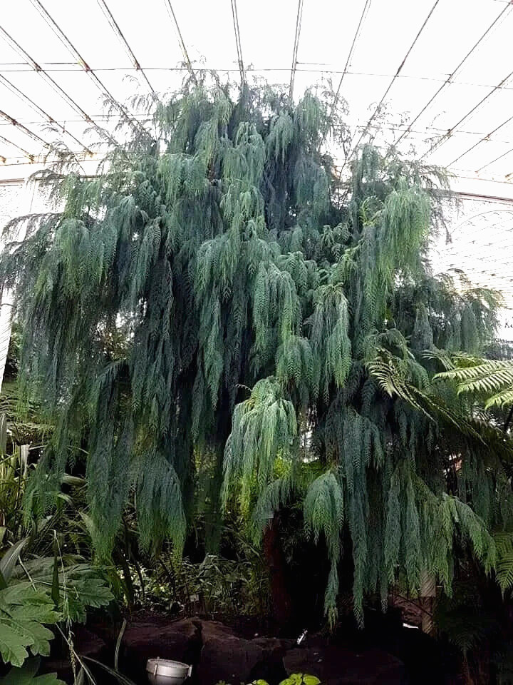 Kashmir Bhutan Weeping Cypress Tree Seeds (Cupressus Cashmeriana) Blue Evergreen