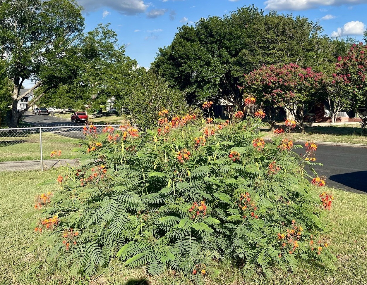 Pride of Barbados (Caesalpinia pulcherrima), 12 seeds per Order From Texas US