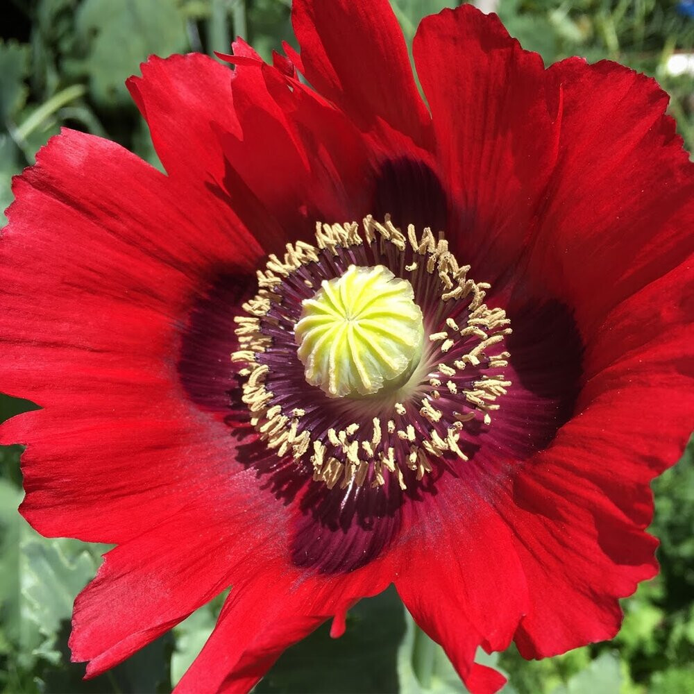 1,000 Giant Red Breadseed Poppy Seeds – P. Somniferum – Huge Scarlet Red Blooms
