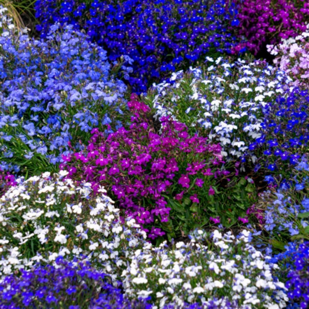 5200+ Perennial Mixed Lobelia Seeds for Planting-Non-Gmo Heirloom Lobelia Ground