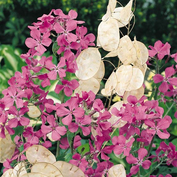 100 Silver Dollar Money Plant Seeds. Organic. USA Seeds. Ships free.
