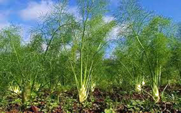 FENNEL, FLORENCE, HEIRLOOM, 25+ SEEDS, DELICIOUS