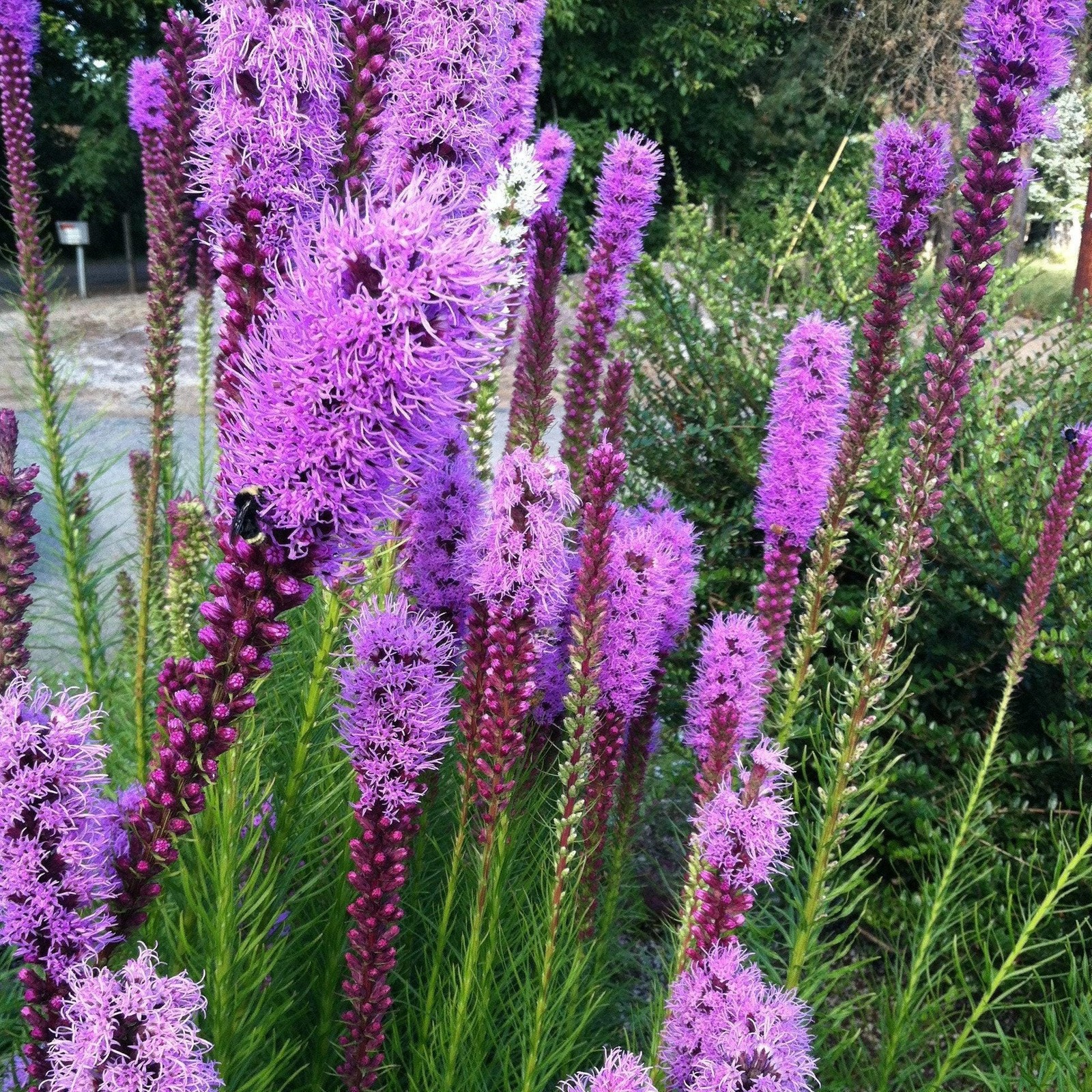 KOBOLD Liatris Spicata/ Gayfeather – Top Size Bulbs 8/10 cm – US Seller