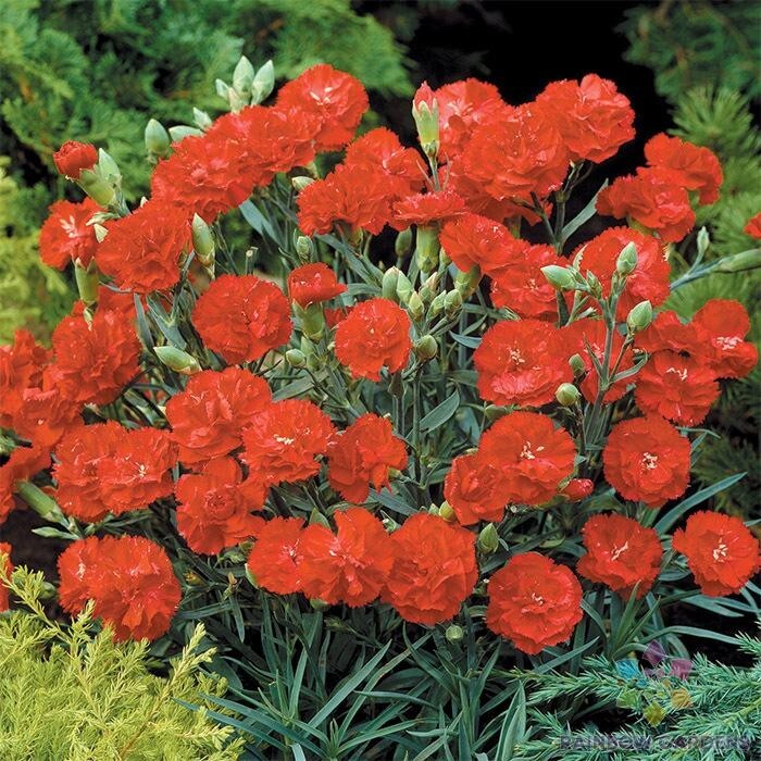 200+ Can-Can Scarlet Carnation Seeds for Garden Planting – USA – FREE SHIPPING!