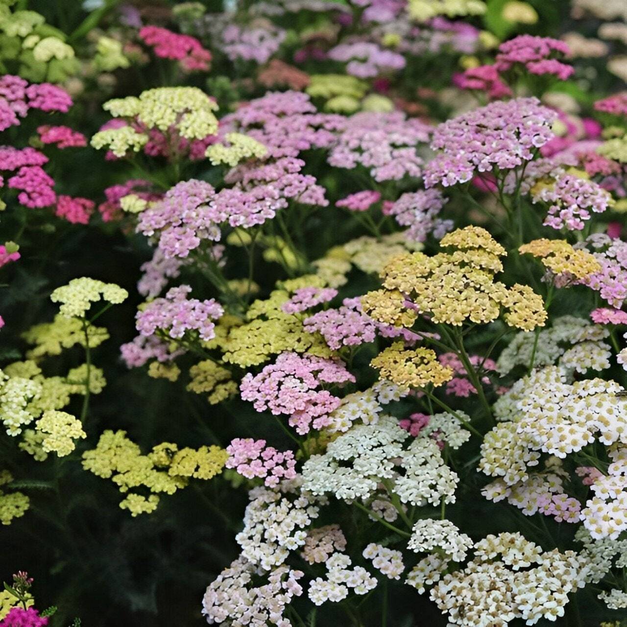 Yarrow “Colorado” | Achillea millefolium | Heirloom Garden Perennial | 50+ SEEDS