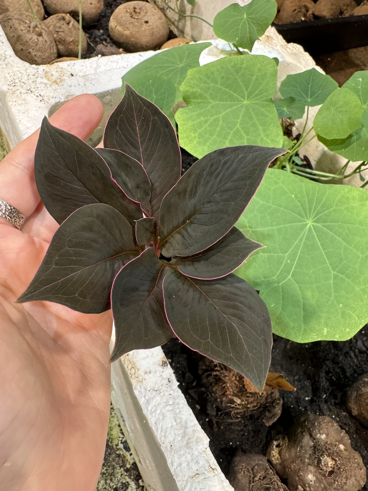 Amorphophallus atroviridis bulb caudex – tropical RARE plant