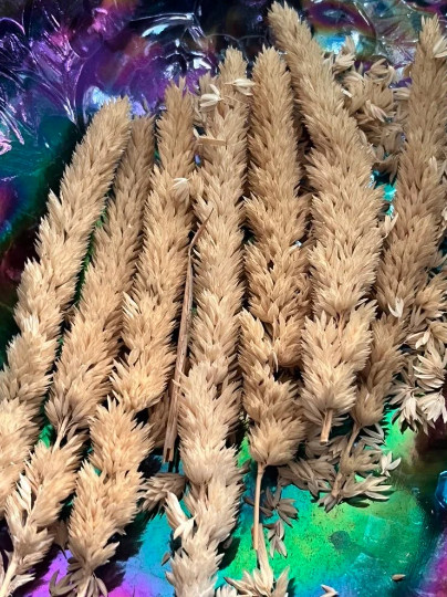 100 Phalaris aquatica seeds