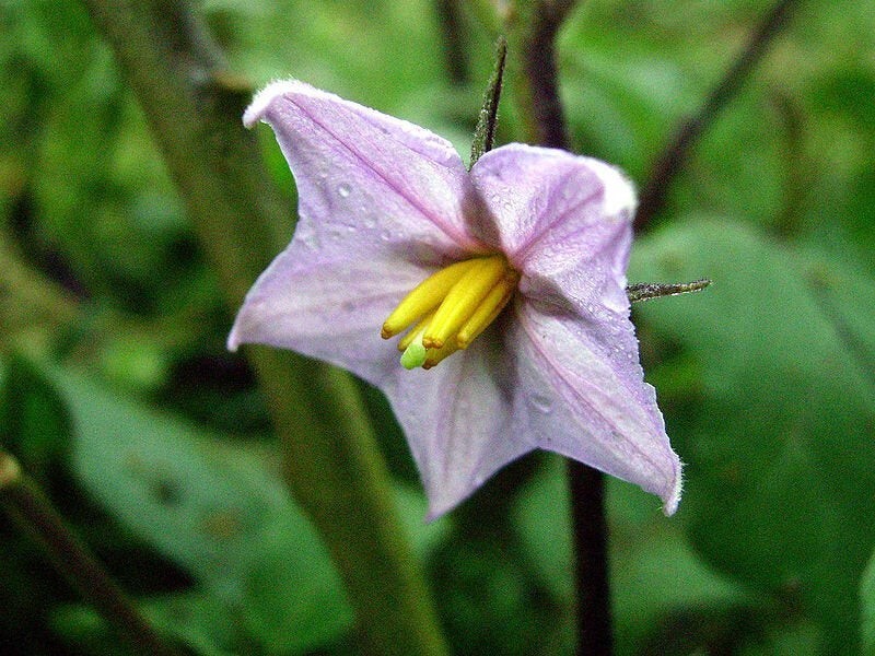 35 Fresh Heirloom | NON-GMO | Rosa Bianca Premium Eggplant Seeds-B 51