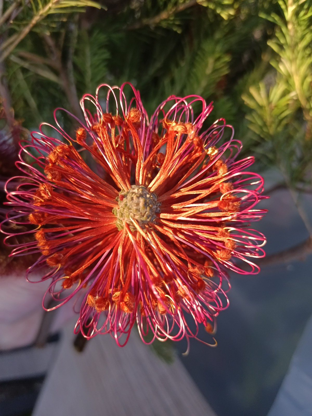 5 Lantern Banksia Tree Seeds “Fireworks” Exotic Flowering House Plant RARE