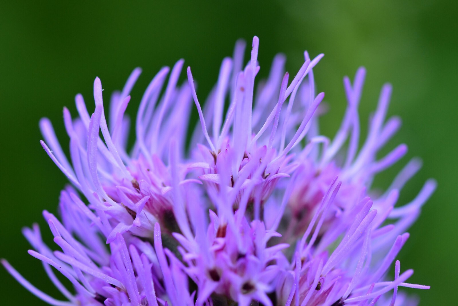 Liatris Spicata – Floristan Violet seed
