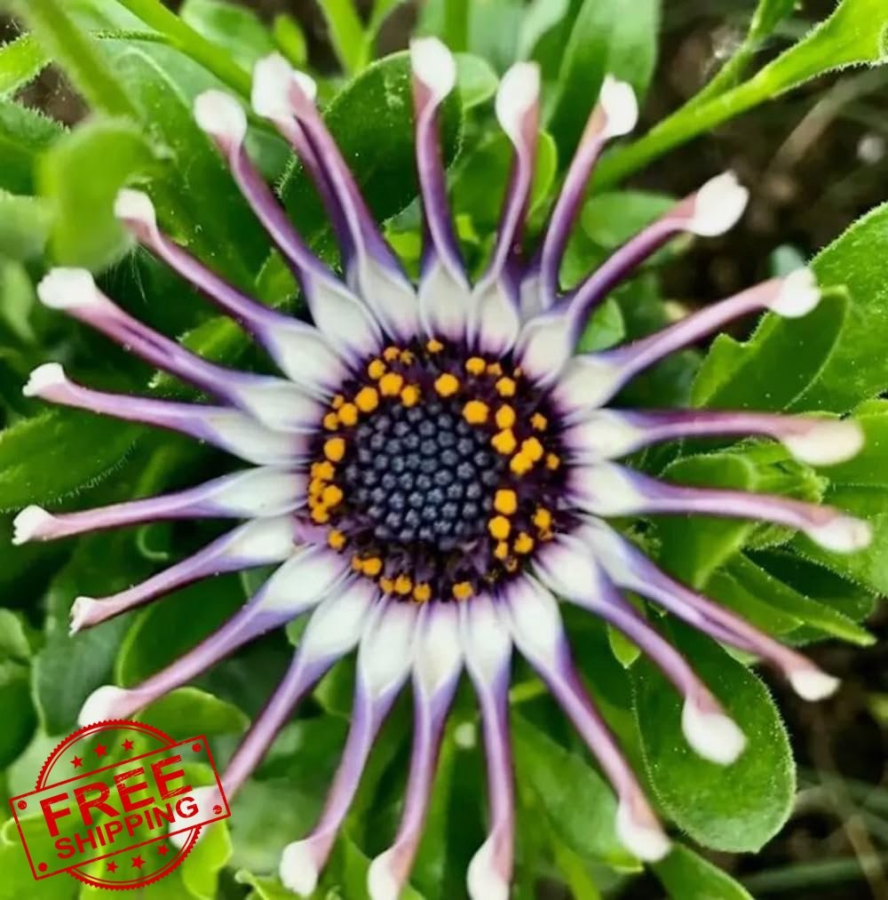 Osteospermum Seeds, 100PCS Spider Daisy Flower Mix