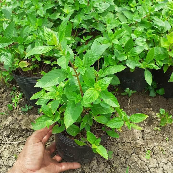 BLACK HERB GRASS JELLY SEEDS / HẠT SƯƠNG SÁO THẠCH ĐEN/ 台灣仙草