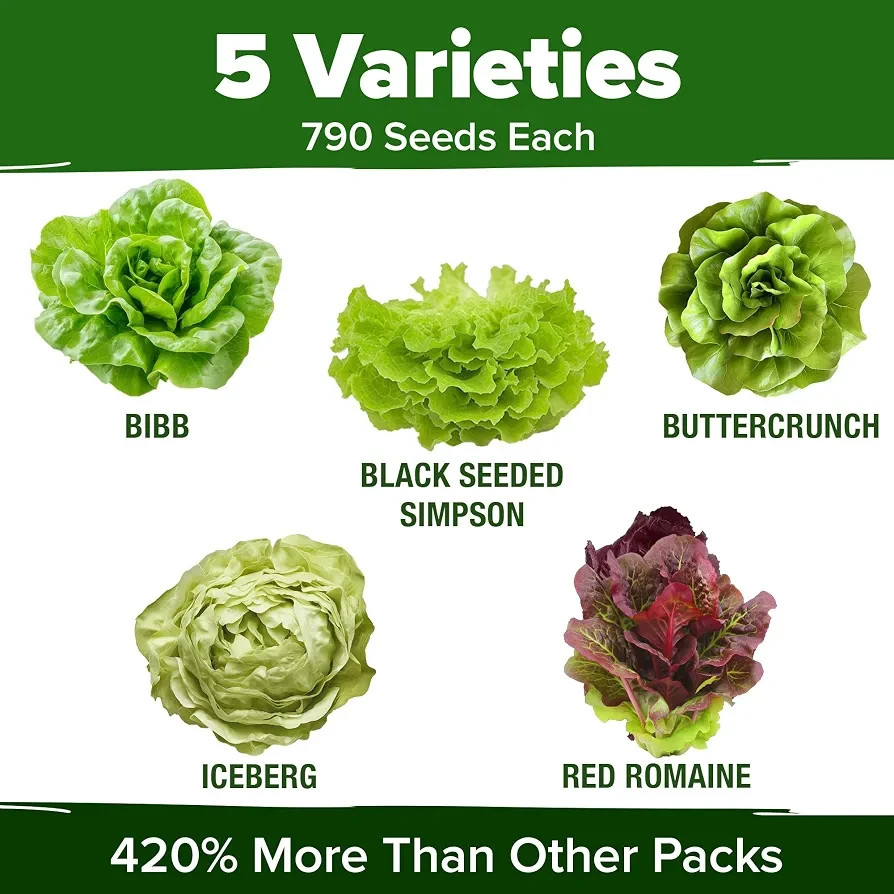 HOME GROWN 5 Lettuce Heirloom Seed Pack 3950+ Non-GMO Garden Seeds USA