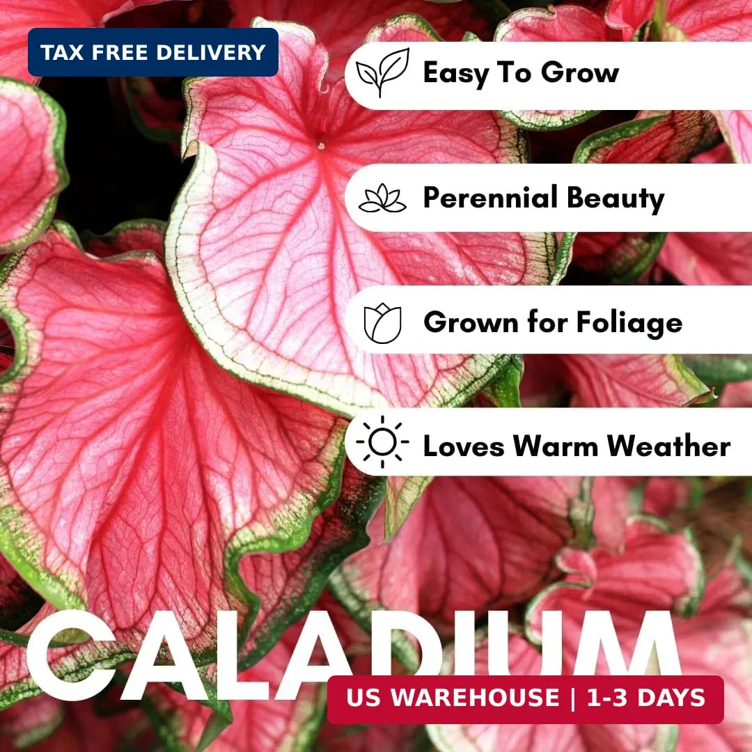 Pink Princess Caladium Bulbs for Planting – Vibrant Pink & Green Spotted Leaves,