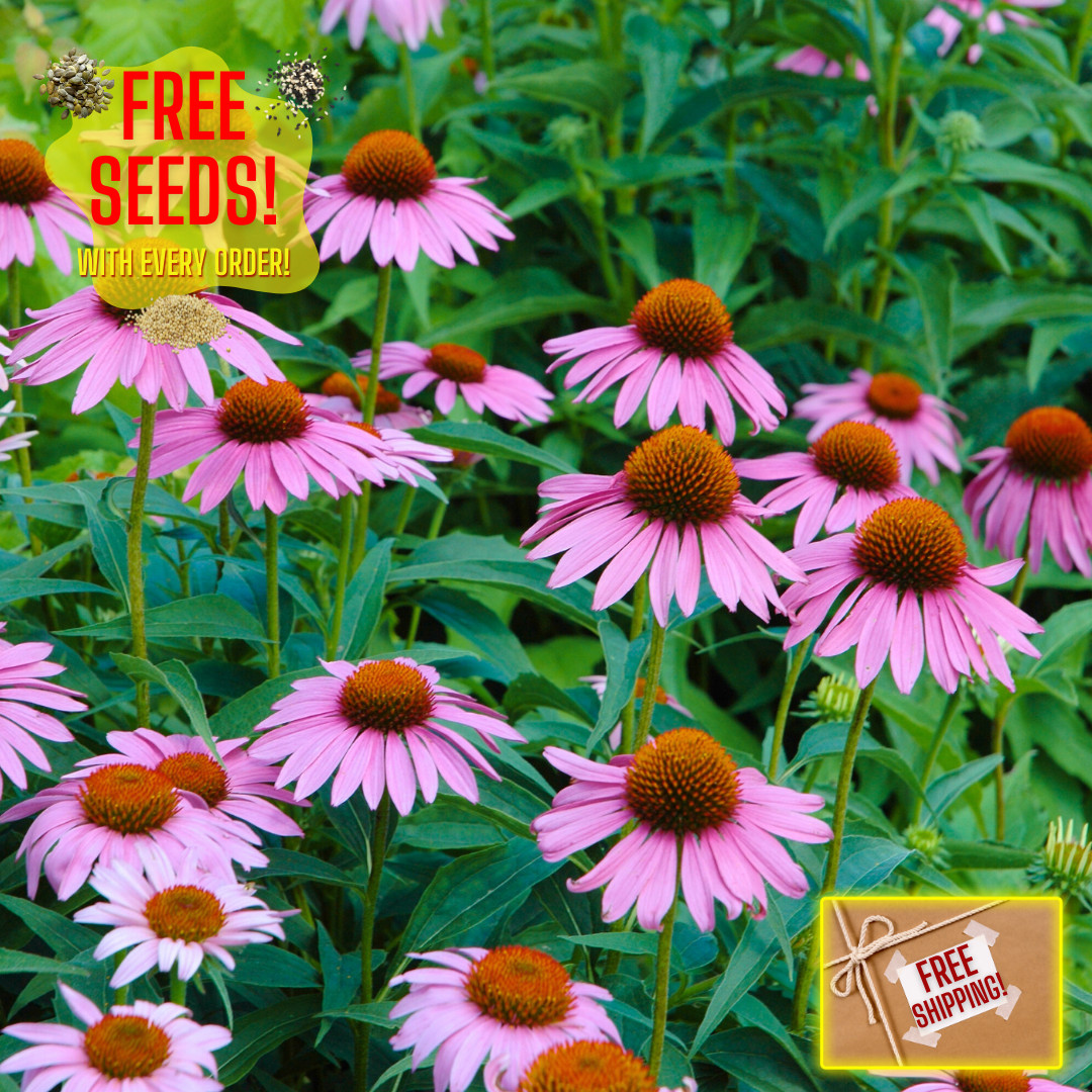 Fresh Echinacea Seeds | Purple Coneflower | Heirloom Non-GMO | Flower Seeds