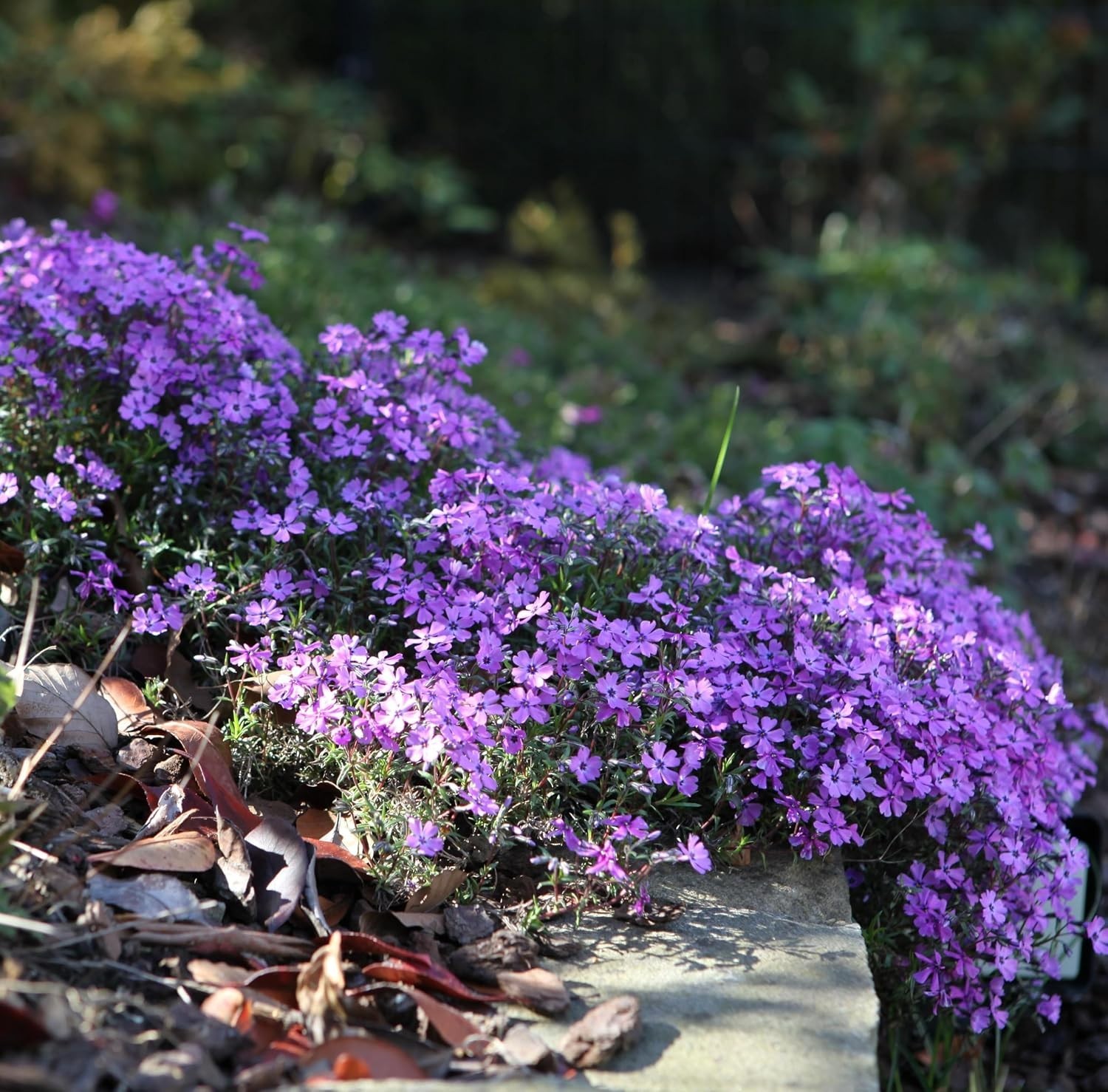 CarpetC 1000+ Creeping Phlox Seeds for Planting, Ground Cover Purple Flowers Sta