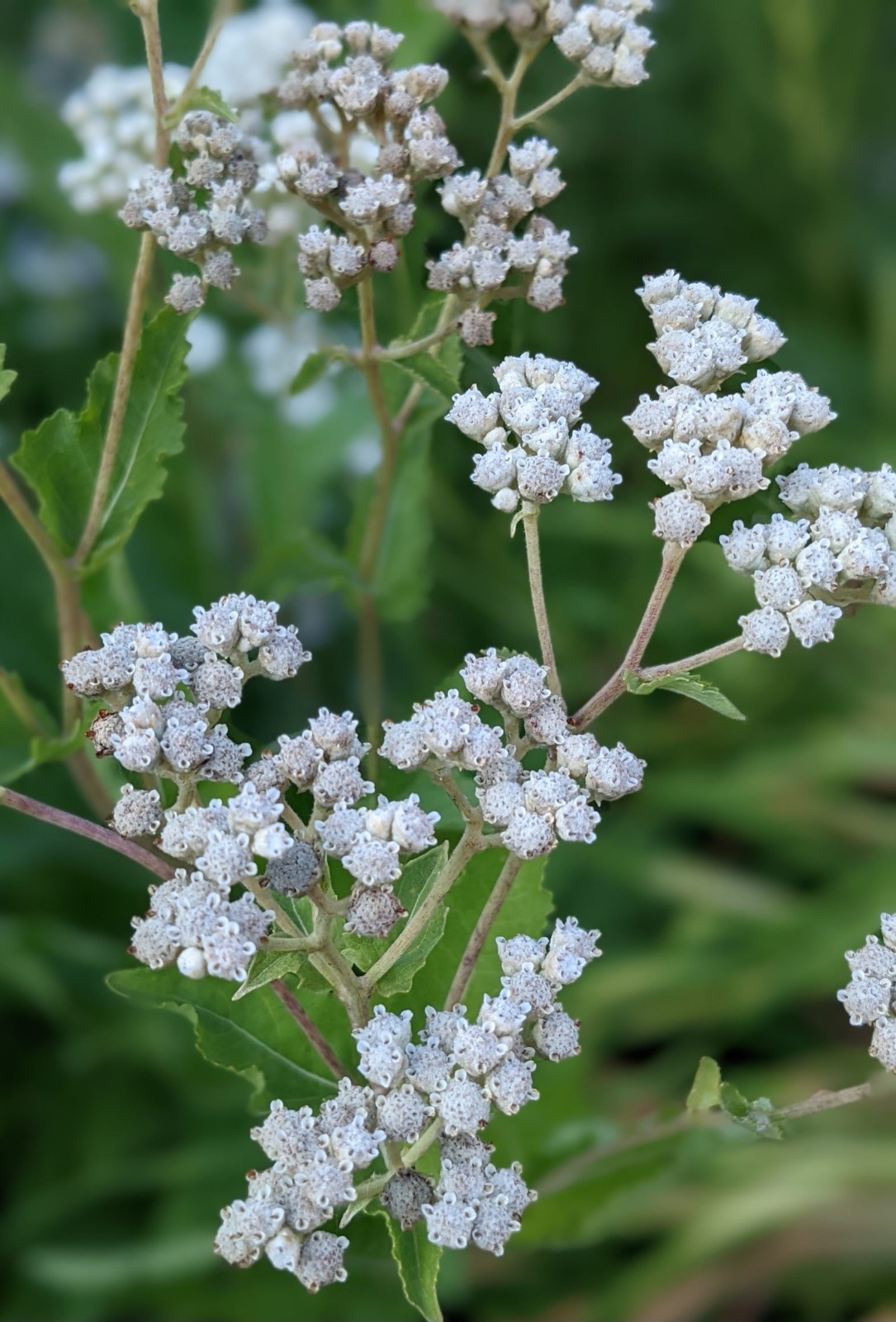 Wild Quinine SEEDS (Parthenium integrifolium), American Feverfew