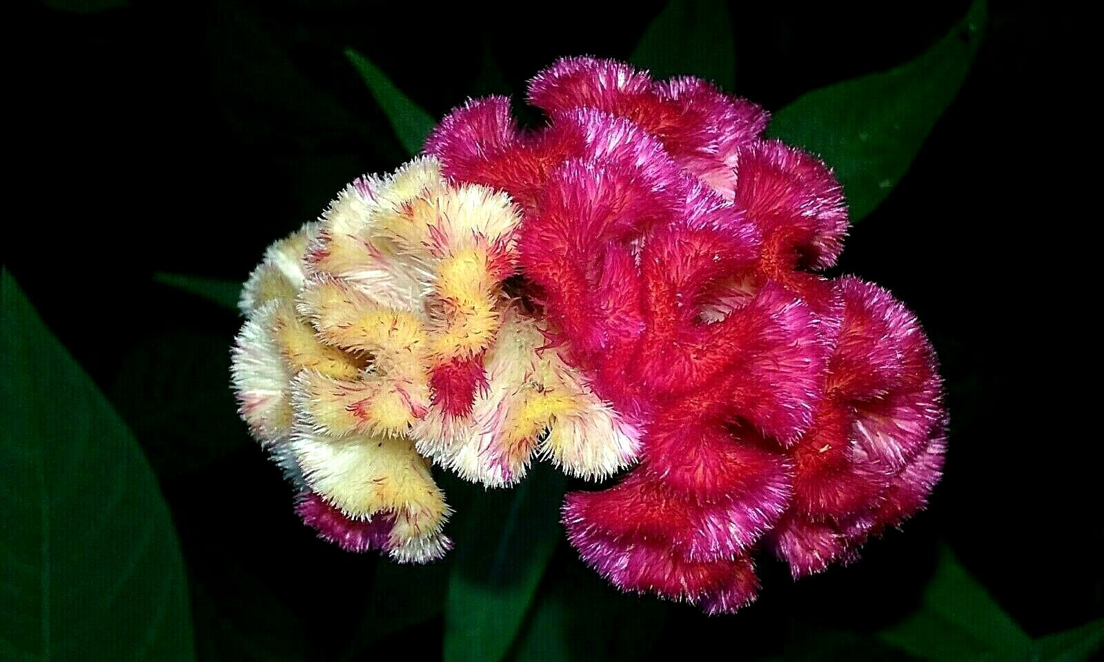 Yellow/Red Marble Brain Celosia 25 SEEDS 4 ft. tall Comb. S/H See Our Store