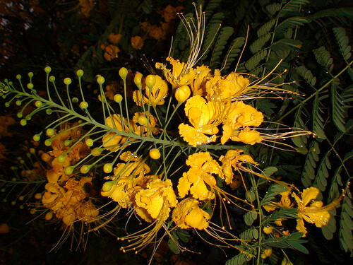 Caesalpinia Pulcherrima Yellow 7 Seeds Mexican Bird Of Paradise Small Shrub Tree