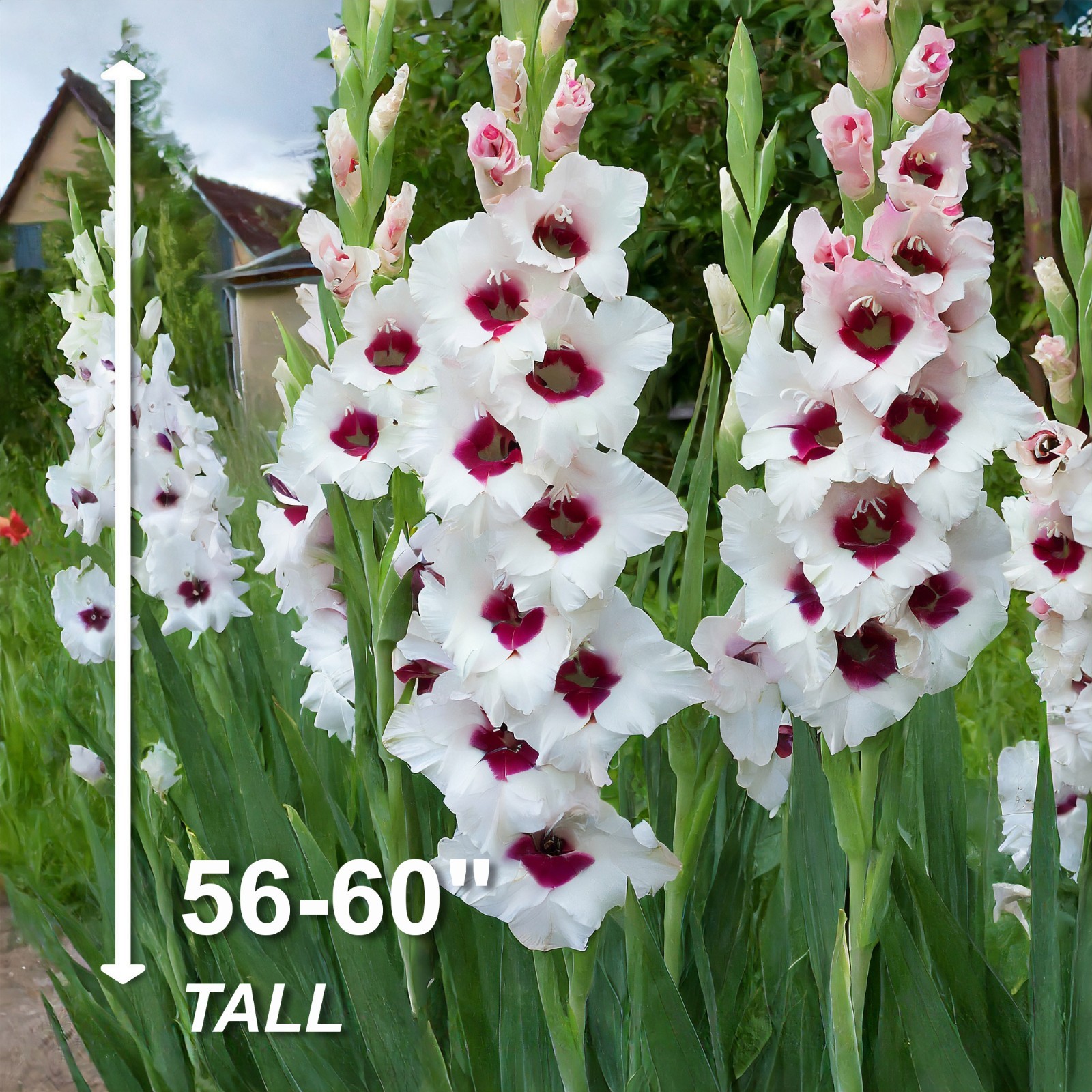 Garden State Bulb Fiorentina Gladiolus Flower Bulbs, 12/14cm, Spring Planting