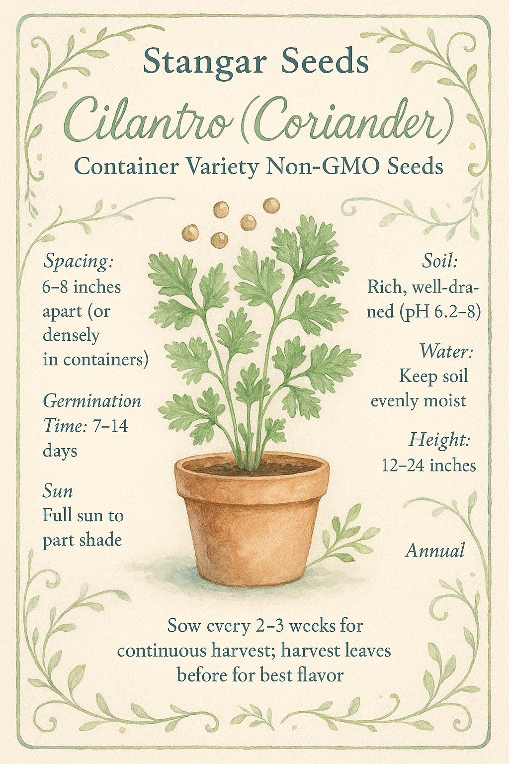 Cilantro Seeds, Coriander, Non-GMO, Fast Growing, Aromatic Herb, Free Shipping