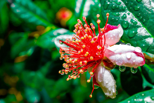 Dwarf Pineapple Guava tree {Feijoa sellowiana} seeds 10+seeds Free U.S. Shipping