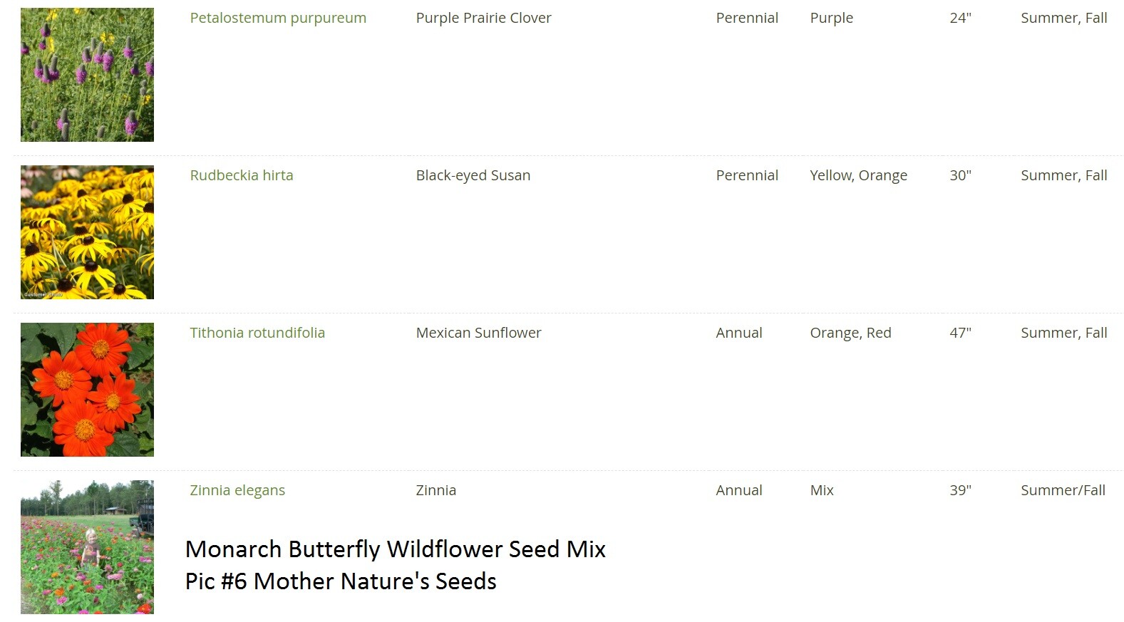 Wildflower Mix MONARCH BUTTERFLY 27 Heirloom Flower Species w/Milkweed 500 Seeds