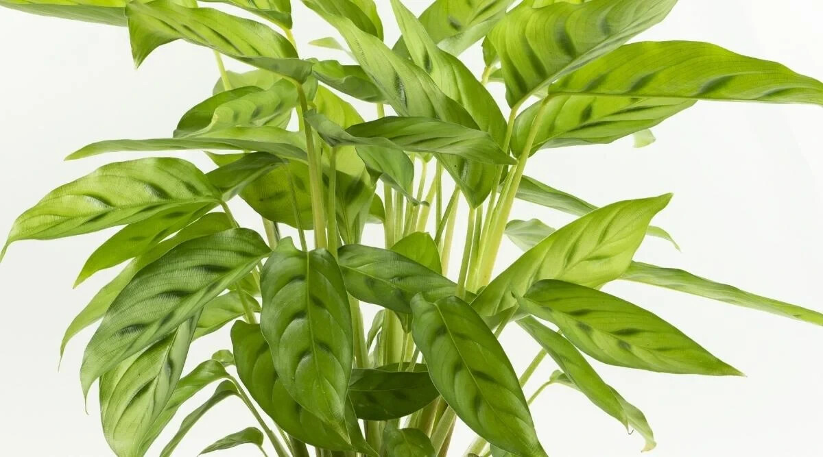 25+ Bachemiana Calathea Seeds for Garden Planting – USA – FREE SHIPPING!