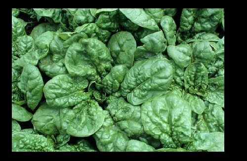 Bloomsdale Spinach 30 – 200 Seeds Longstanding Slow bolt Heirloom Non-GMO