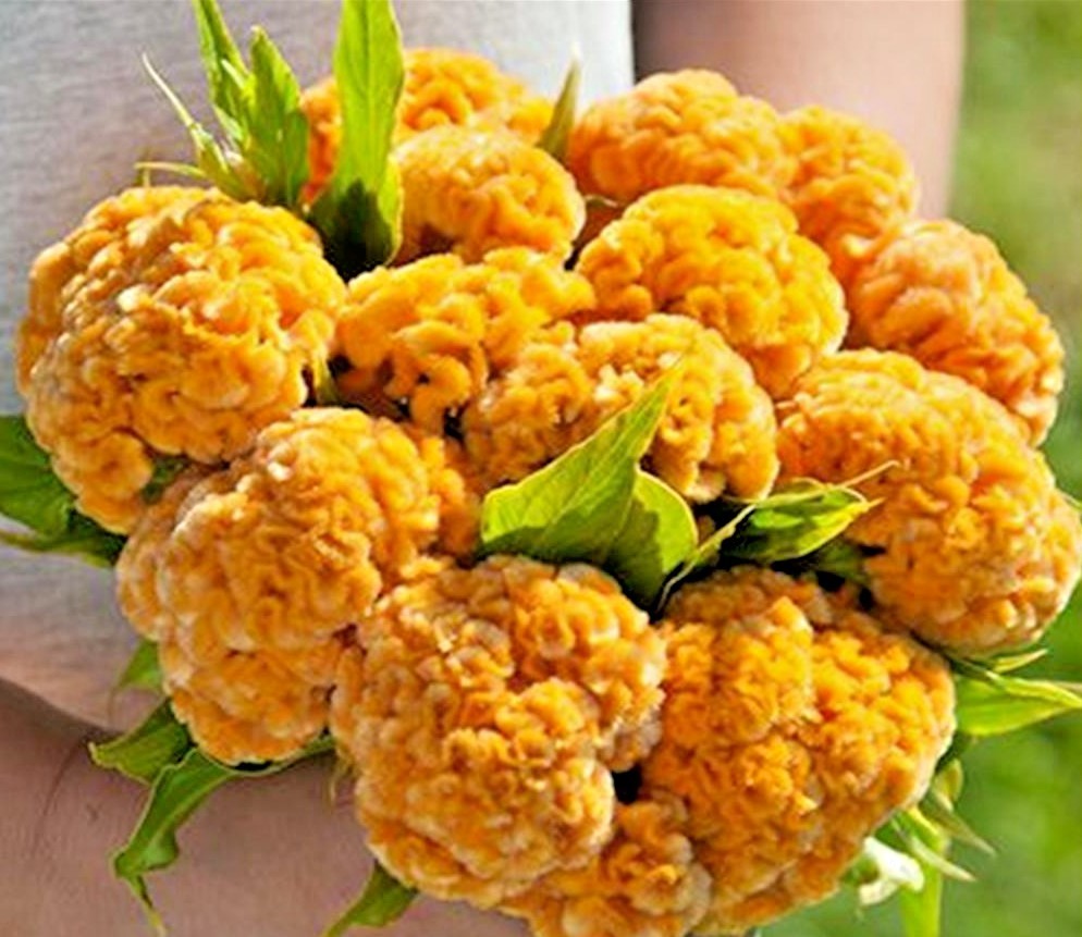 GIANT COCKSCOMB MIX / RED PURPLE GREEN GOLD YELLOW / 3-4 FT STALKS / SPECTACULAR