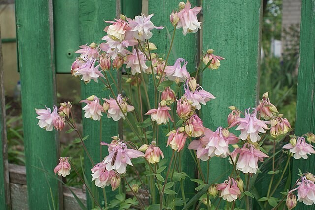 COLUMBINE MIX, 202+ SEEDS, ALL KINDS AND COLORS, AQUILEGIA, easy to grow, USA