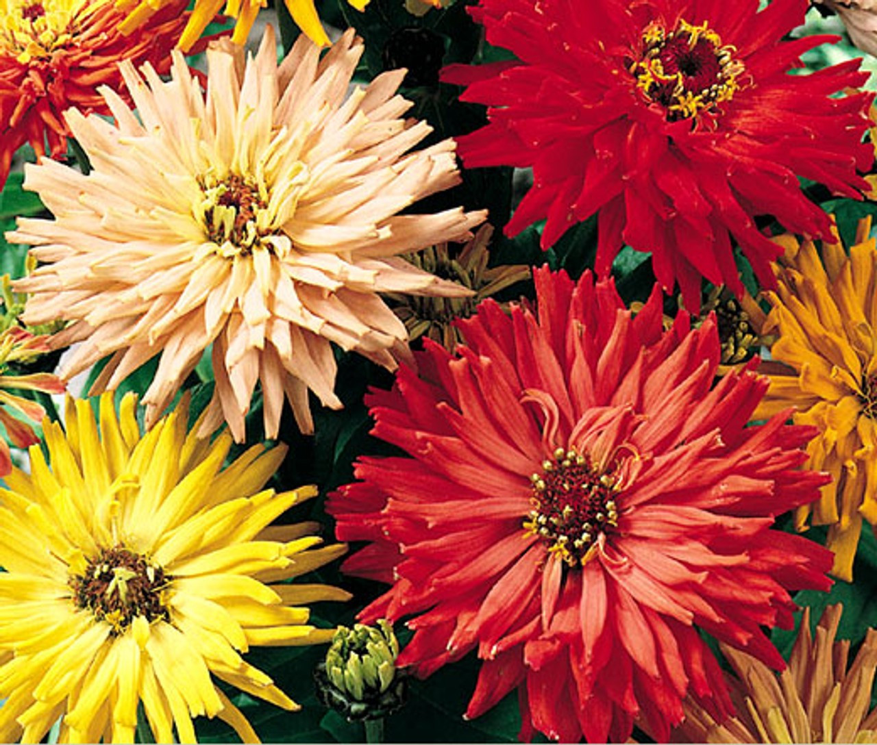 400+ CACTUS FLOWERED SPRING ZINNIA MIX — HEAT DROUGHT TOLERANT —— FRESH