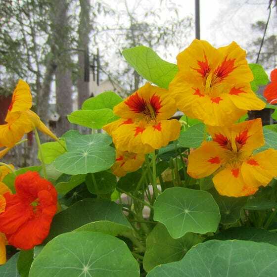 Nasturtium DWARF TOM THUMB MIX Pollinator Attractor Edible Non-GMO 25 Seeds!