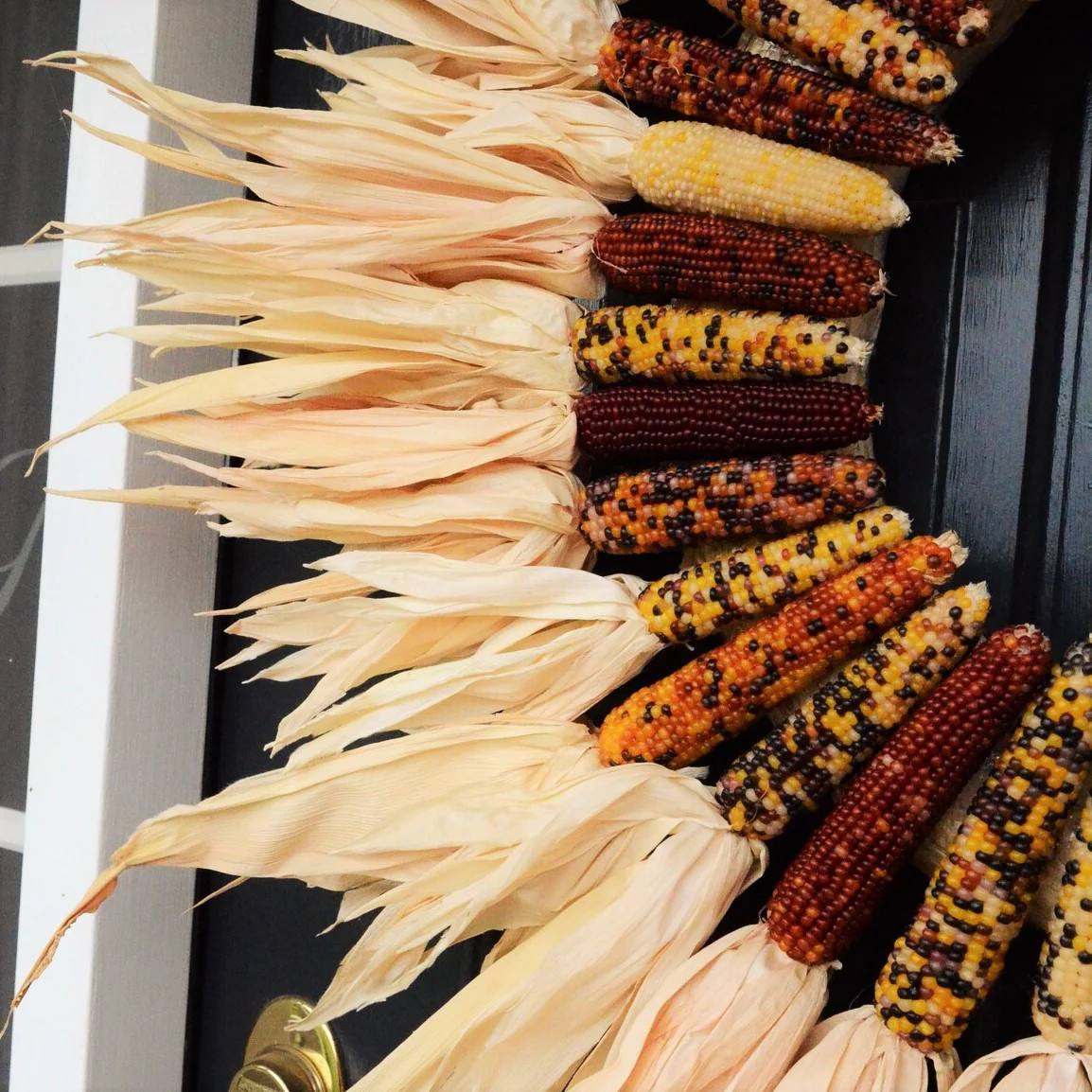 Red Husk Rainbow Ornamental Corn Seeds | Glass Gem Color Flint Popcorn Seed 2024
