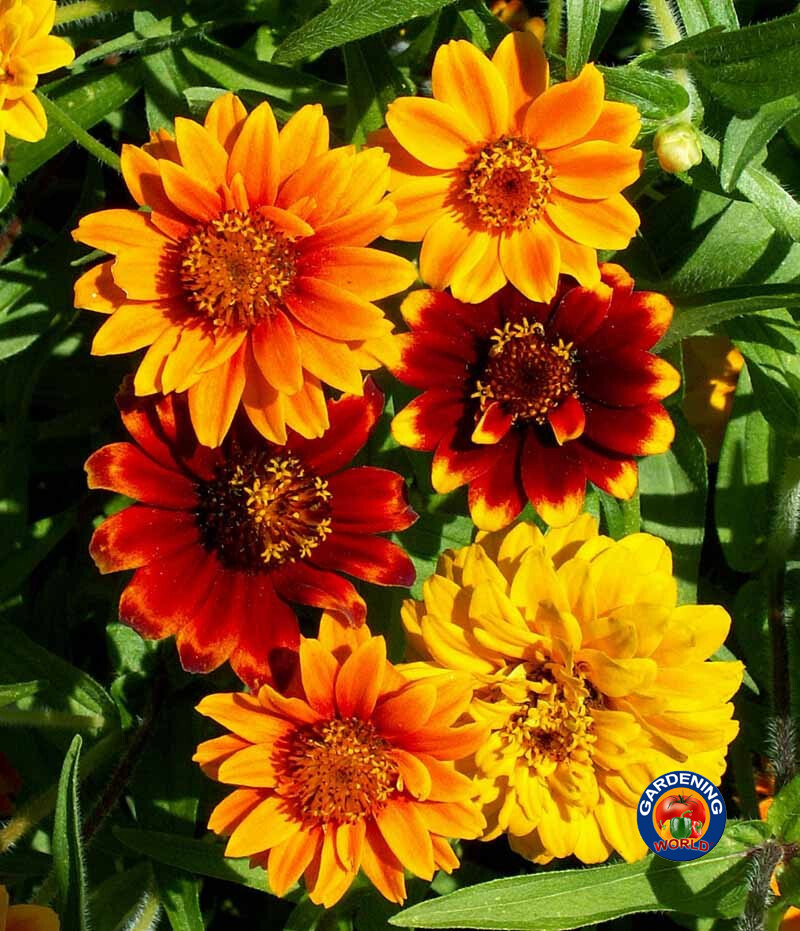 1oz Zinnia Flower Seeds Persian Carpet Mexican Haageana Mix *Approx 16,000 Seeds