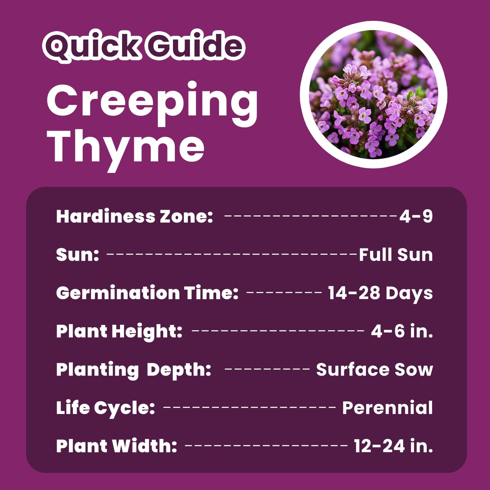 20000+ Creeping Thyme Seeds for Planting, Ground Cover Seeds, Fragrant Lawn A…