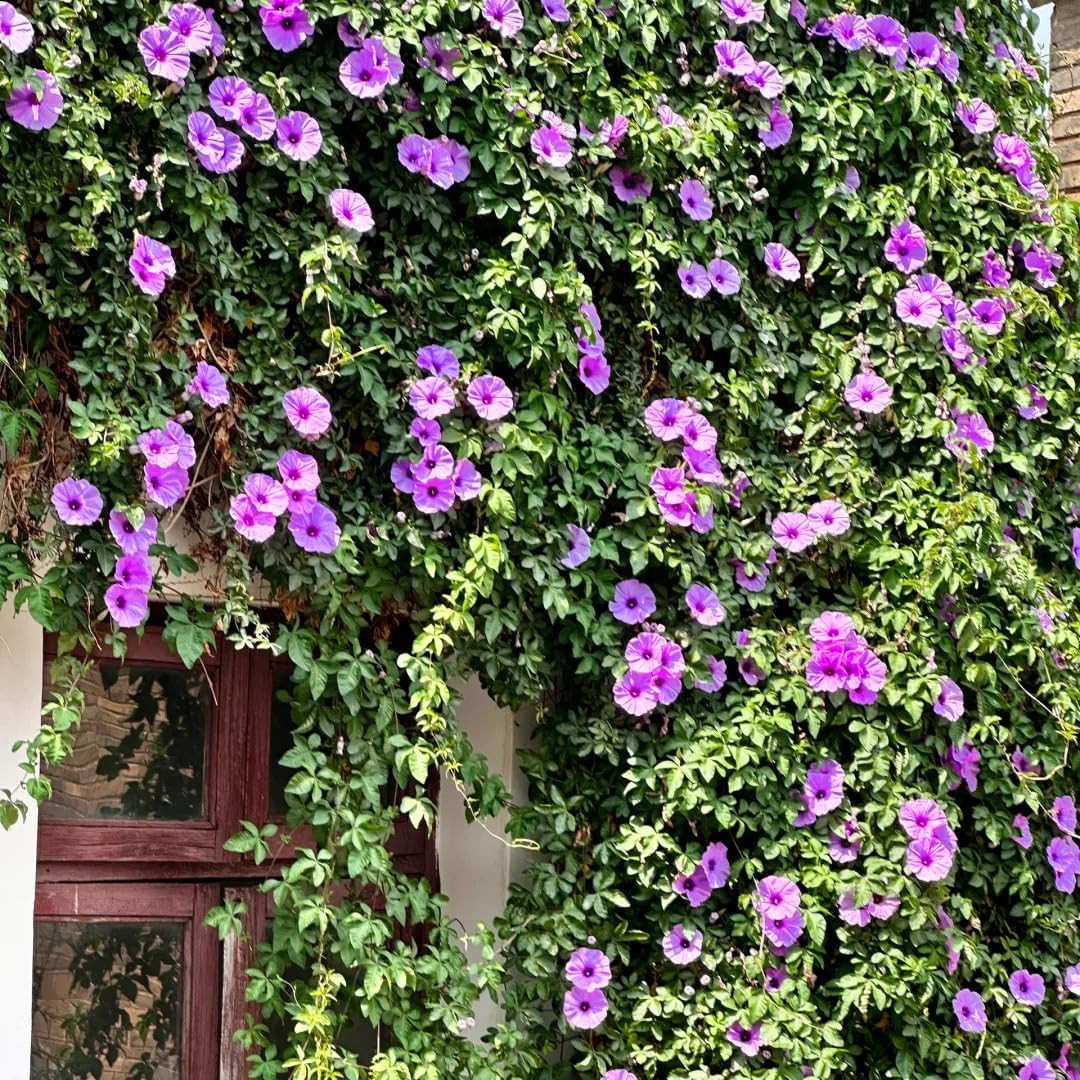 Climbing Petunia Seeds for Planting, 300Pcs Rare Perennial Wave Night Sky