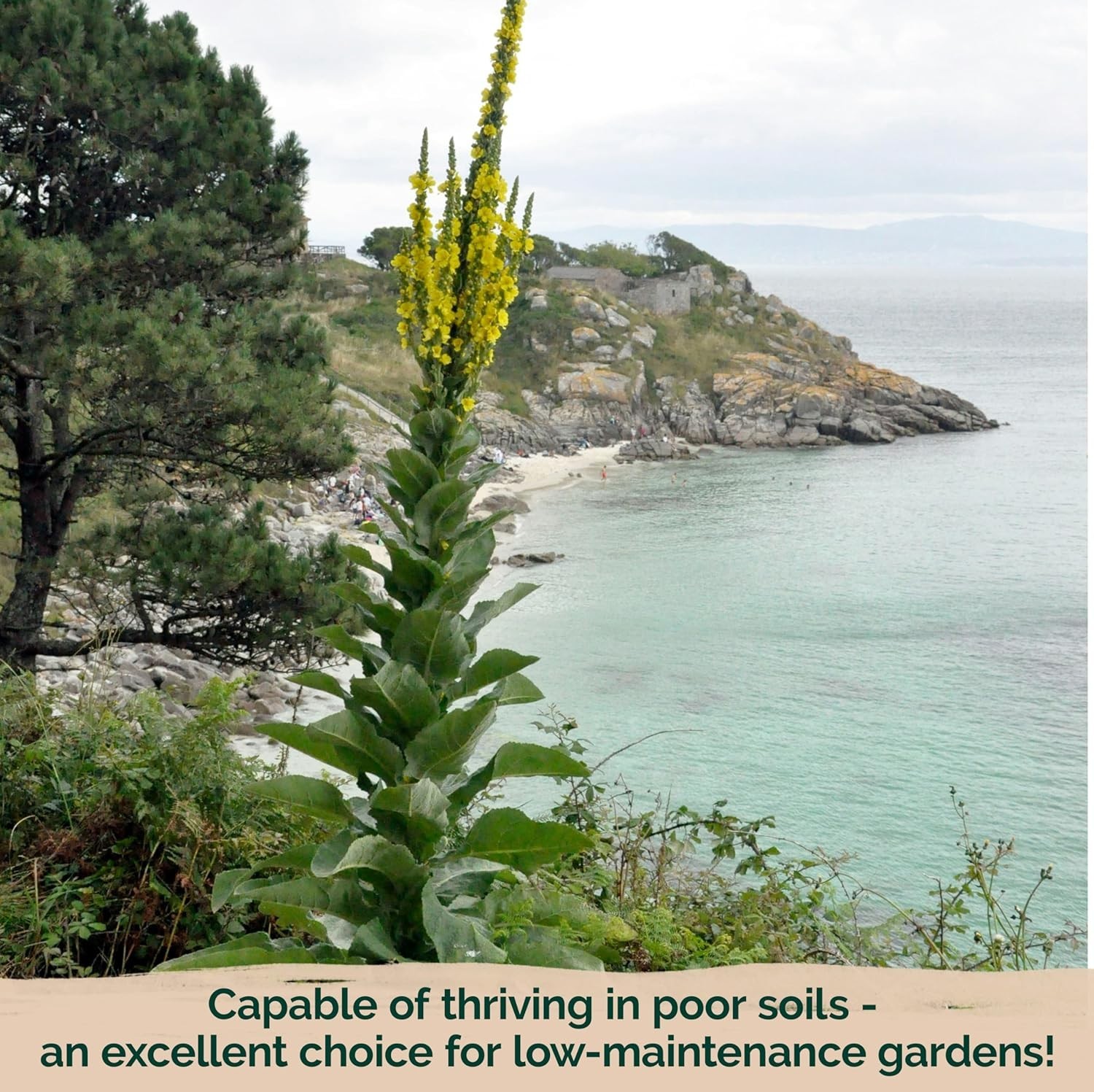 Grow 1000 Mullein Seeds – Non-GMO Organic Herb for Medicinal Use & Wellness