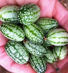 Cucamelon Cucamelon 250 seeds