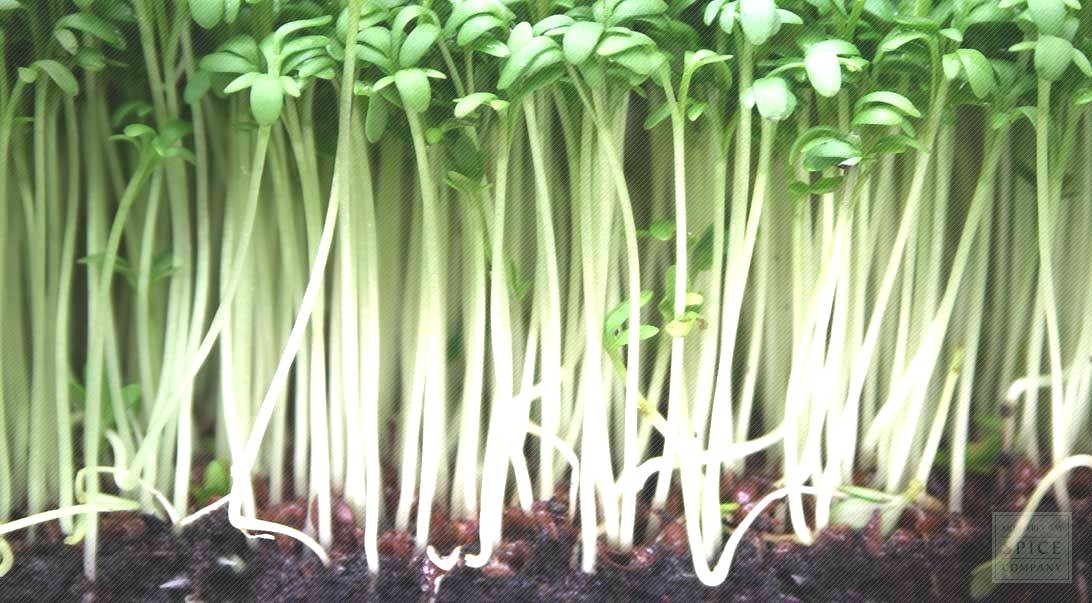 2000+WATERCRESS Seeds Organic Non Gmo Container Indoors Shade Garden Herb Easy