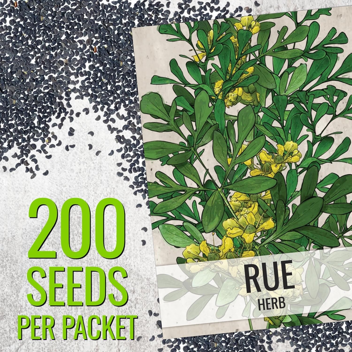 250 Non-GMO Rue Herb Seeds for Indoor/Outdoor Medicinal Gardening – 2 Packs